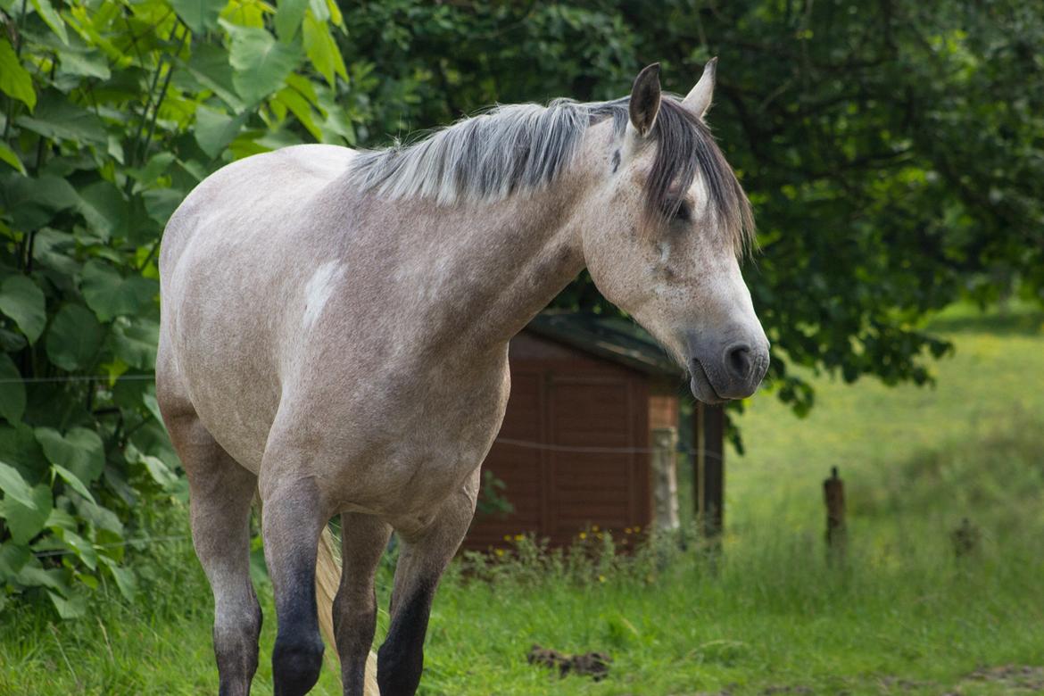 DSP CharlottenBorgs Pegasus - Foto: Mig/Emma Lindgreen Photography billede 15