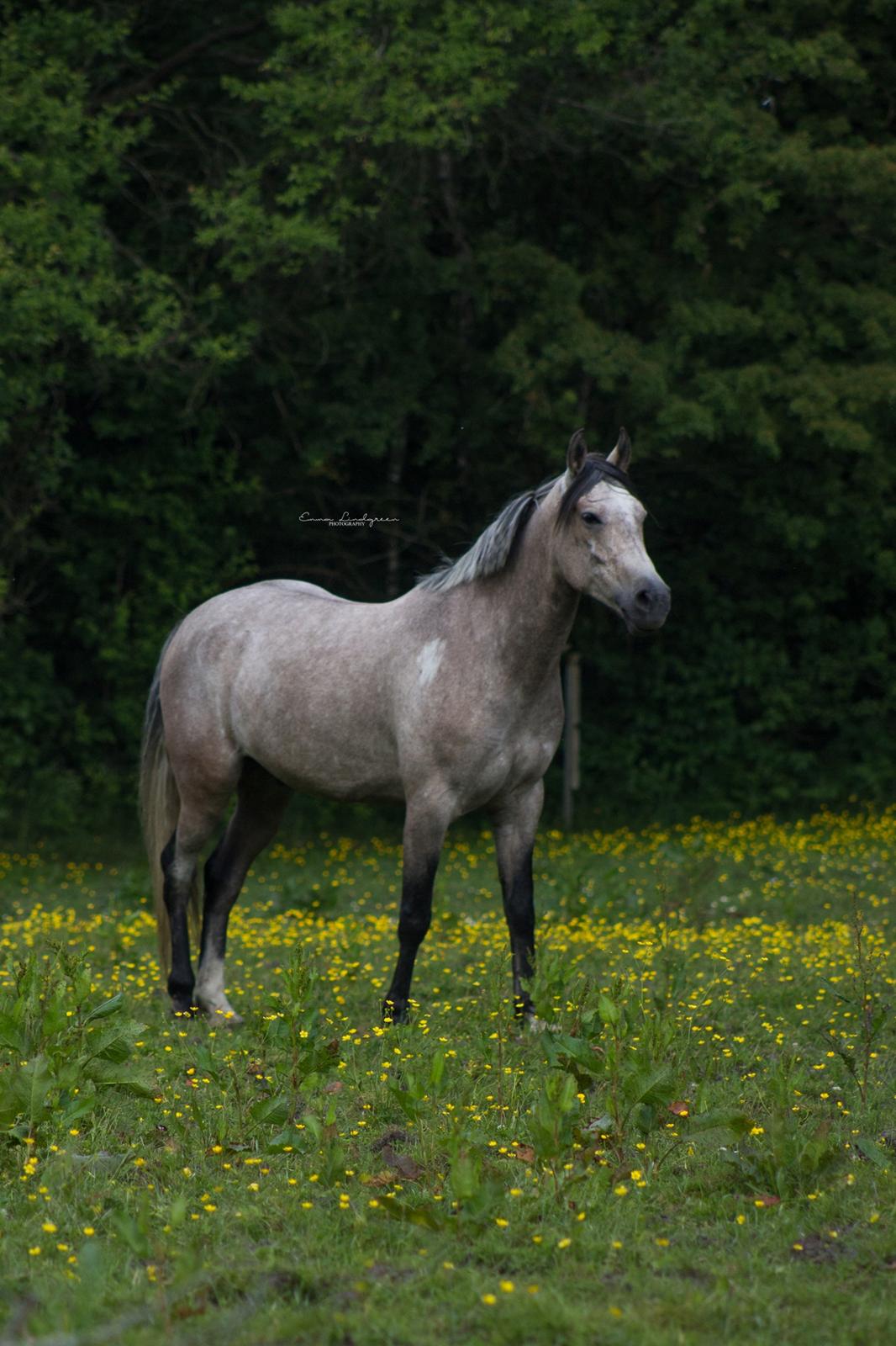 DSP CharlottenBorgs Pegasus - Foto: Mig/Emma Lindgreen Photography billede 1