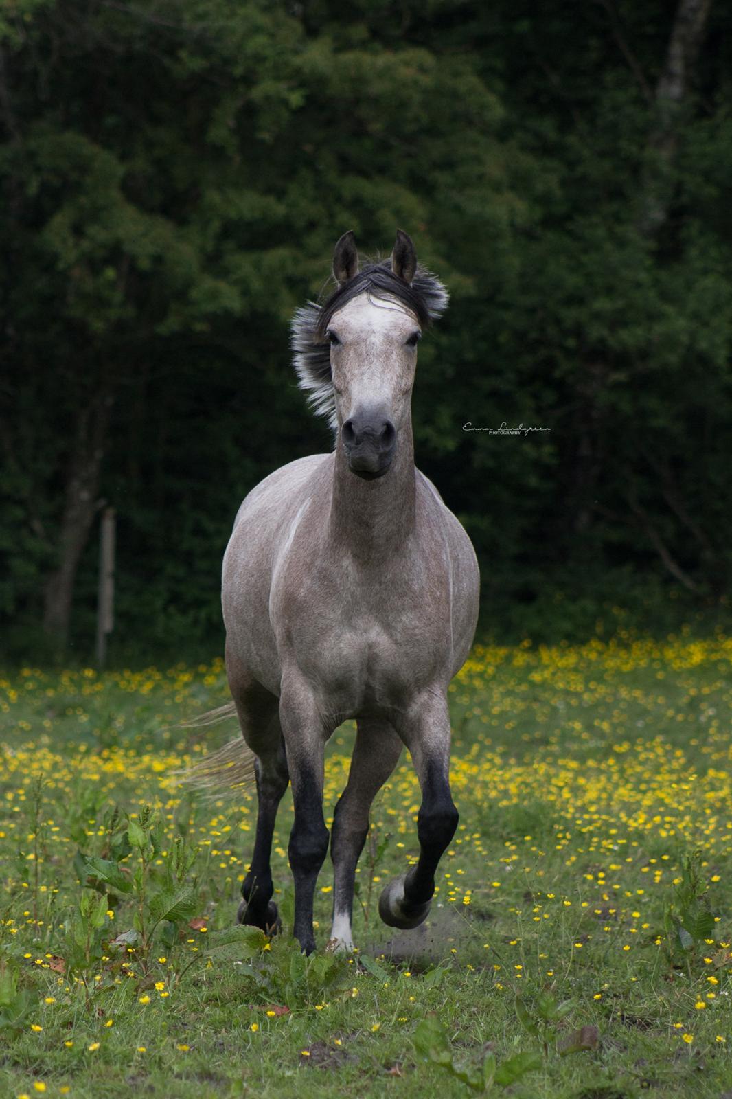 DSP CharlottenBorgs Pegasus - Foto: Mig/Emma Lindgreen Photography billede 8