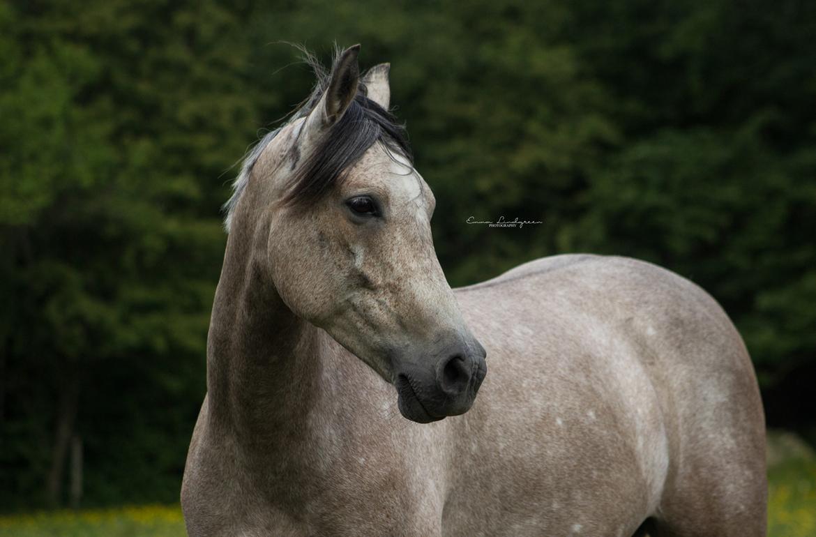 DSP CharlottenBorgs Pegasus - Foto: Mig/Emma Lindgreen Photography billede 3