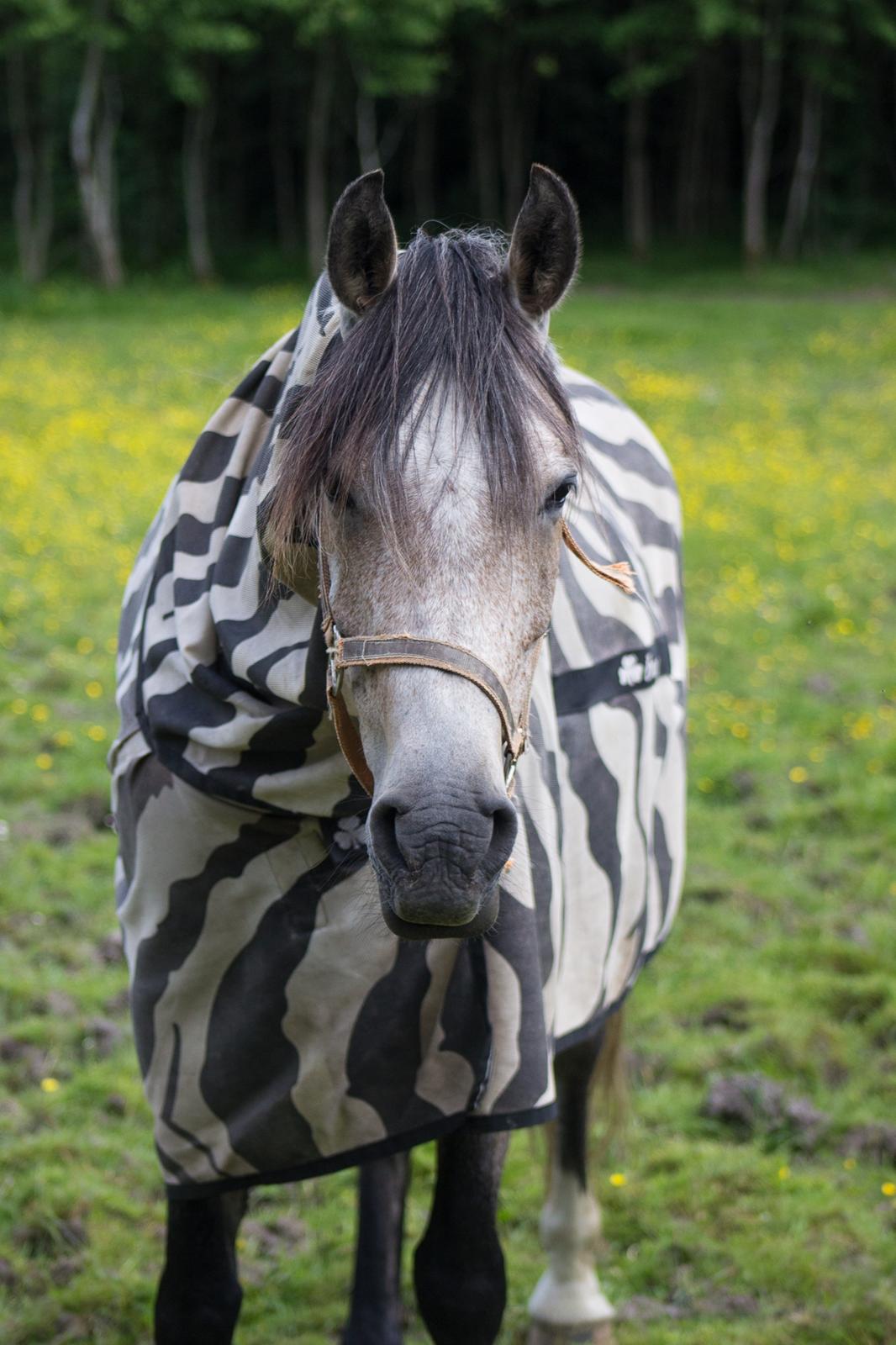 DSP CharlottenBorgs Pegasus - Foto: Mig/Emma Lindgreen Photography billede 2