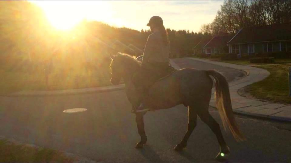 DSP CharlottenBorgs Pegasus billede 16