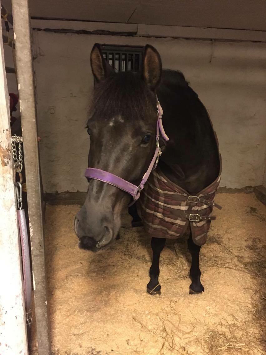 Anden særlig race Kamira billede 1