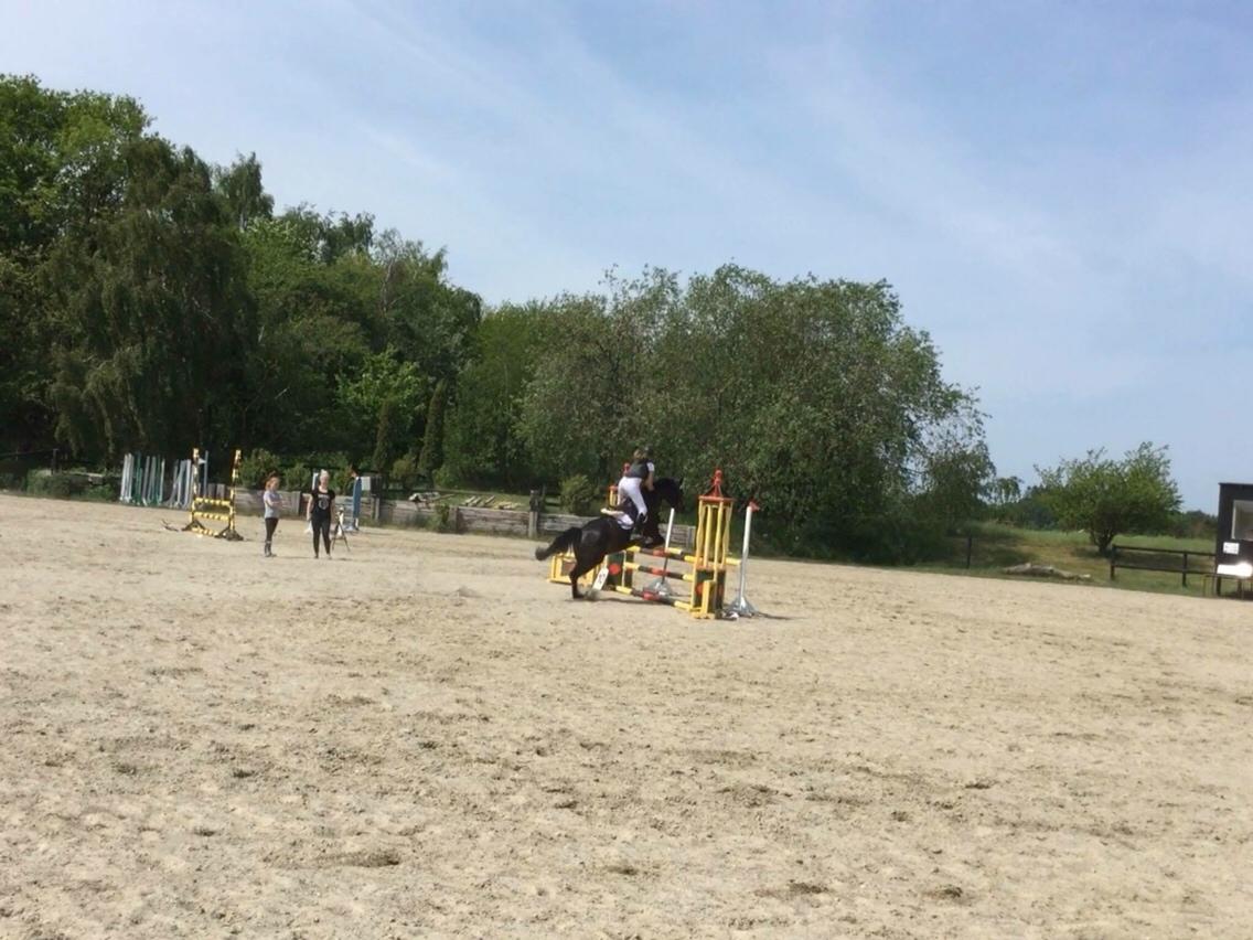 Anden særlig race Kamira billede 3