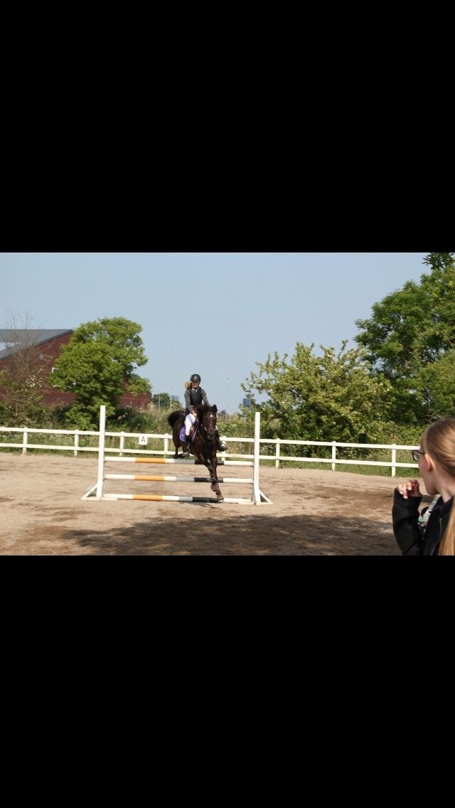 Anden særlig race Kamira billede 4