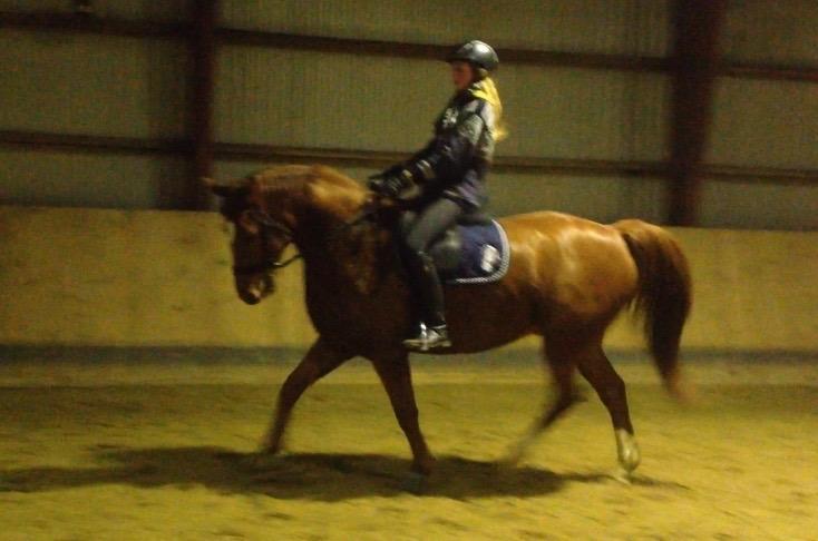 Anden særlig race Sonny Boy billede 15