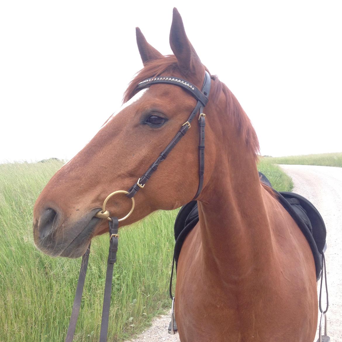 Anden særlig race Sonny Boy billede 7