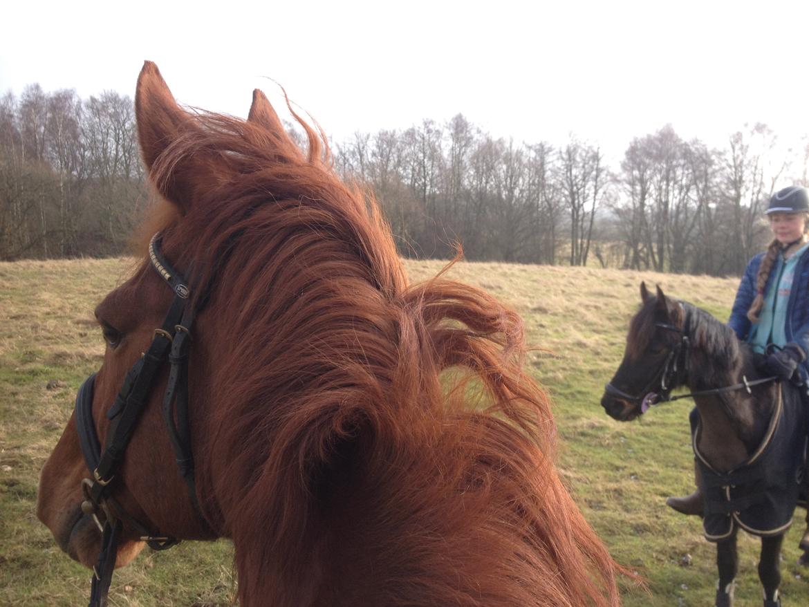 Anden særlig race Sonny Boy billede 18