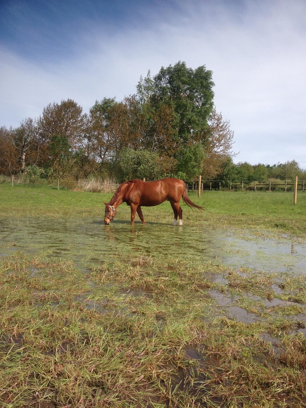 Anden særlig race Sonny Boy billede 1