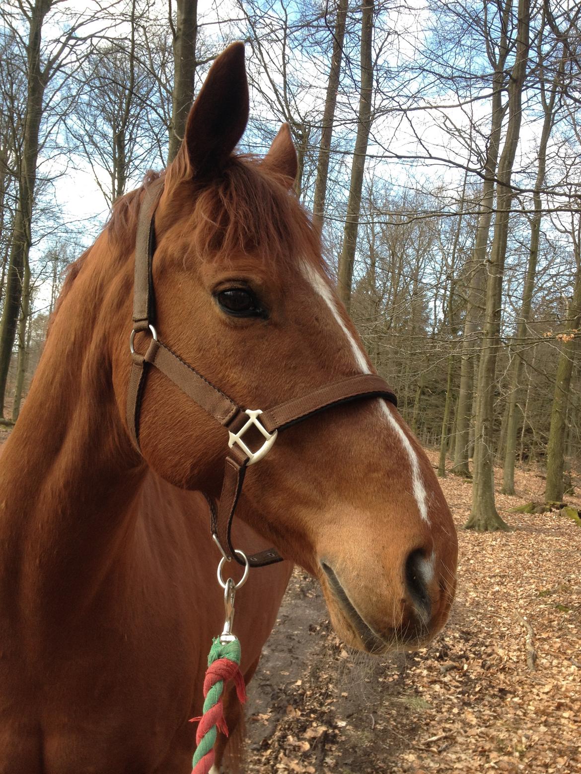 Anden særlig race Sonny Boy - ude og gå en tur i skoven, mødte en farlig træstamme og gik hjem igen:) billede 11