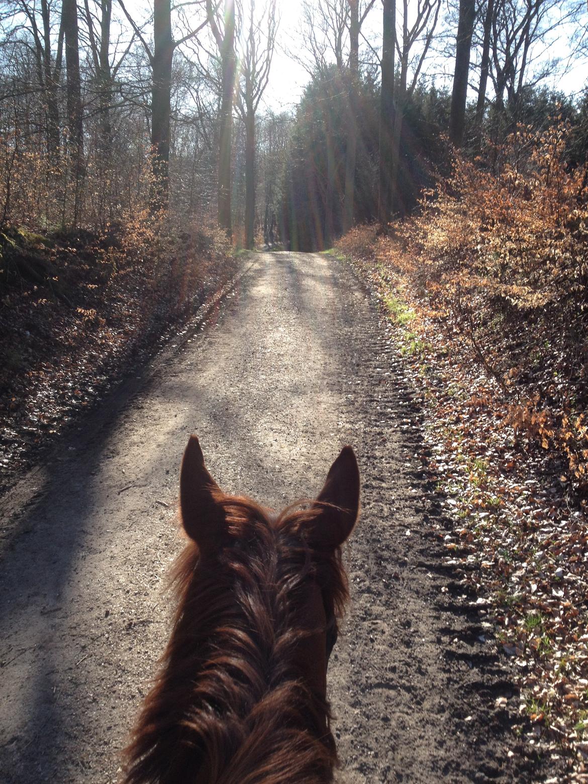 Anden særlig race Sonny Boy billede 4