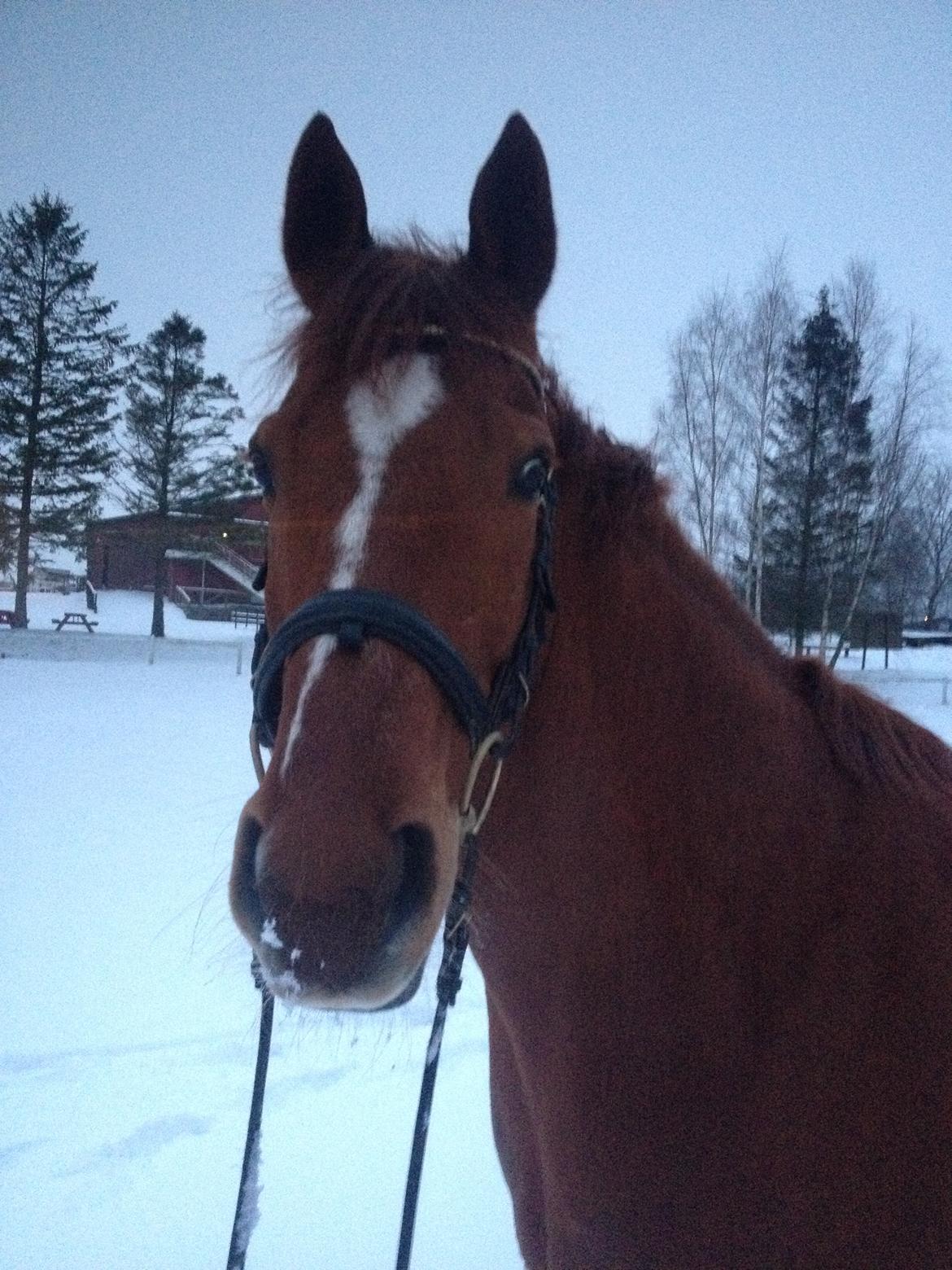 Anden særlig race Sonny Boy billede 6