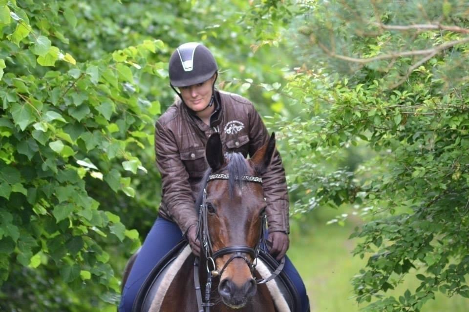 Dansk Varmblod † Elmevangs Maine † billede 22