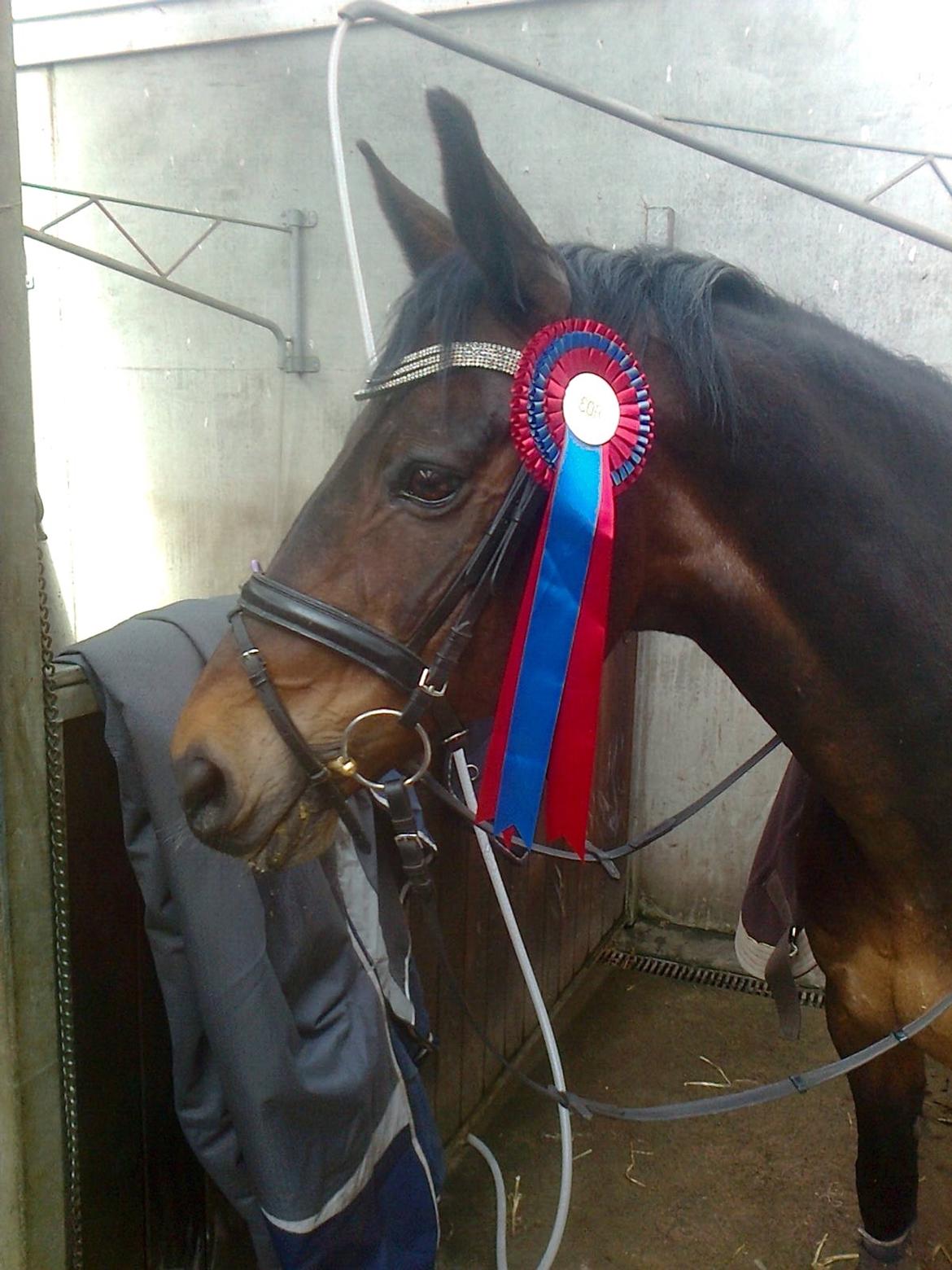 Dansk Varmblod † Elmevangs Maine † billede 23