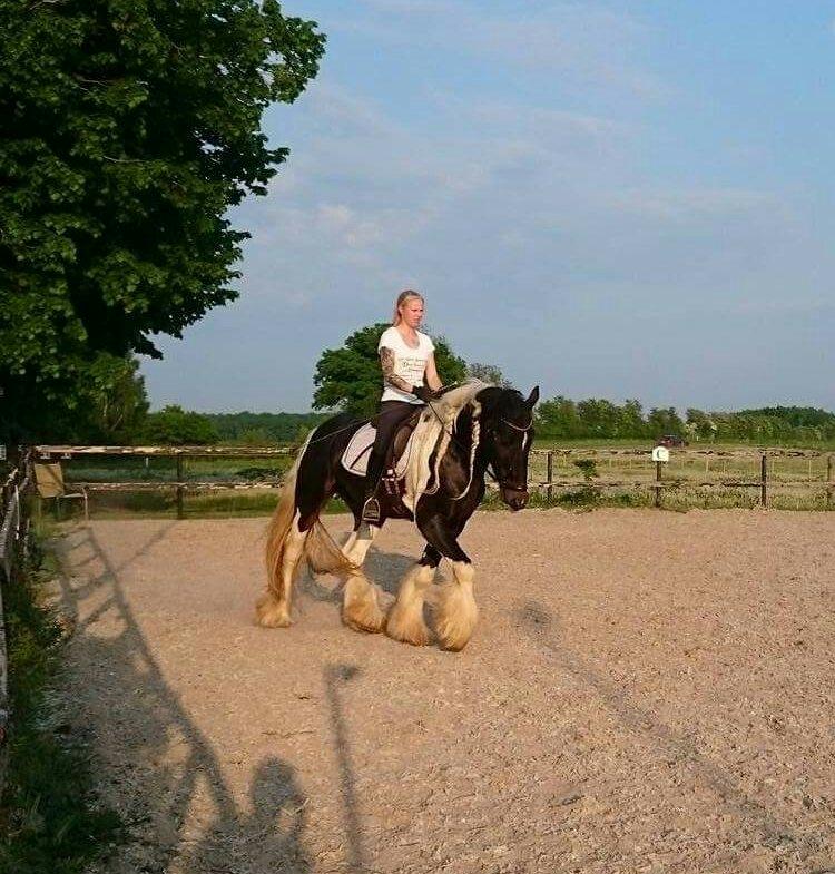 Drumhorse King William Wings of Wulcan - Registeret i EU og billede 13