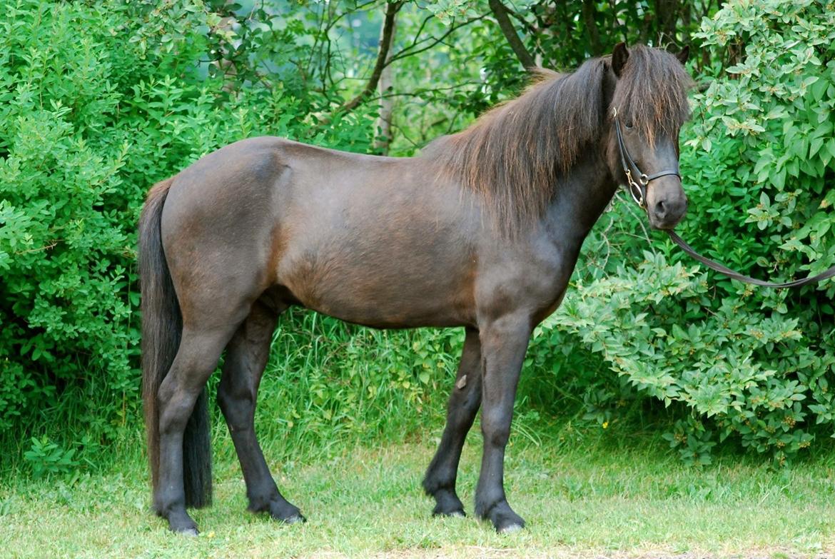 Islænder Thor fra Starbakken billede 14