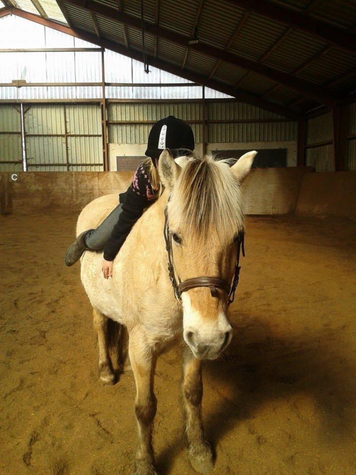 Fjordhest Skovvejens Akitta        Part  billede 3