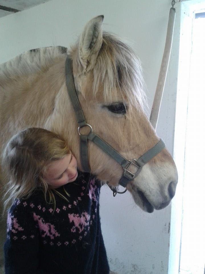 Fjordhest Skovvejens Akitta        Part  billede 4