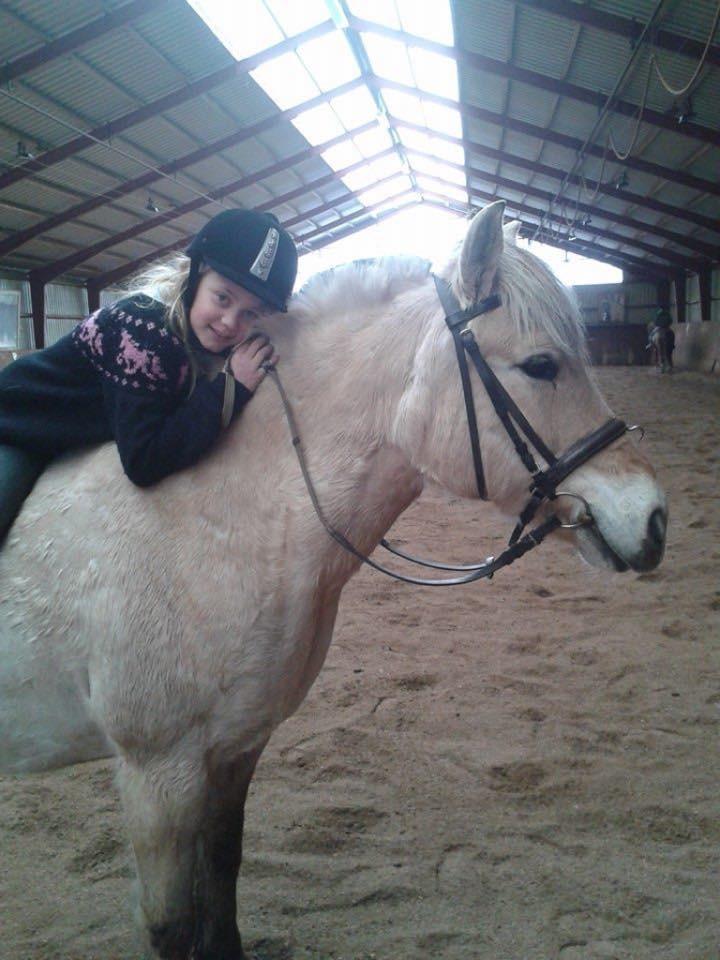 Fjordhest Skovvejens Akitta        Part  billede 6