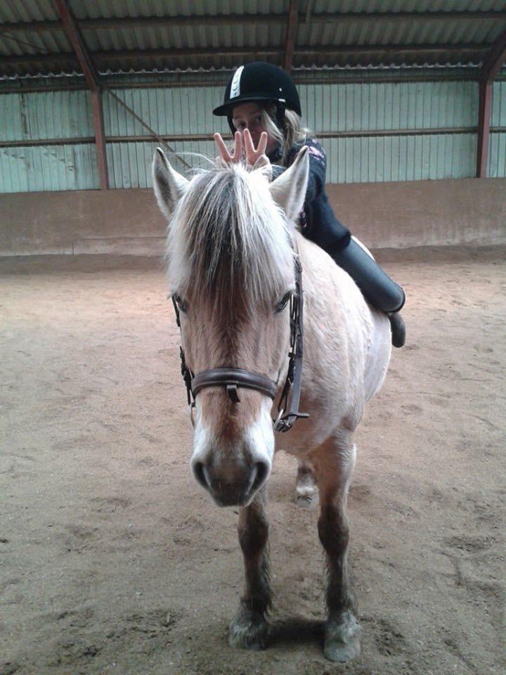 Fjordhest Skovvejens Akitta        Part  billede 5