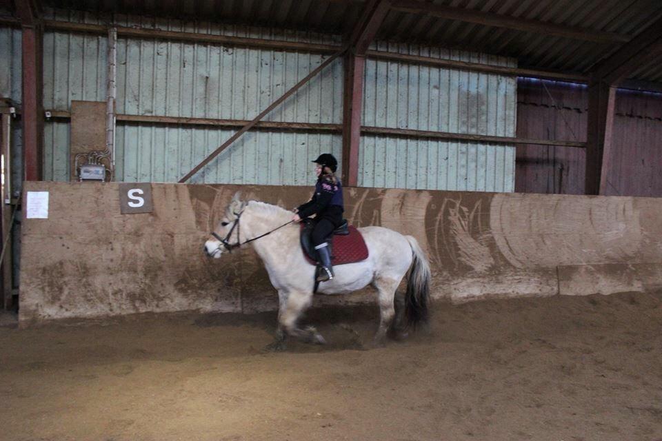 Fjordhest Skovvejens Akitta        Part  billede 8