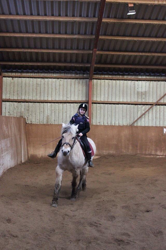 Fjordhest Skovvejens Akitta        Part  billede 9