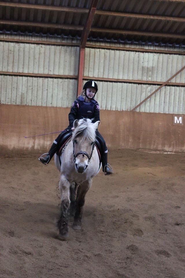 Fjordhest Skovvejens Akitta        Part  billede 10