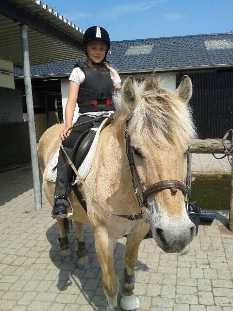 Fjordhest Skovvejens Akitta        Part  billede 7