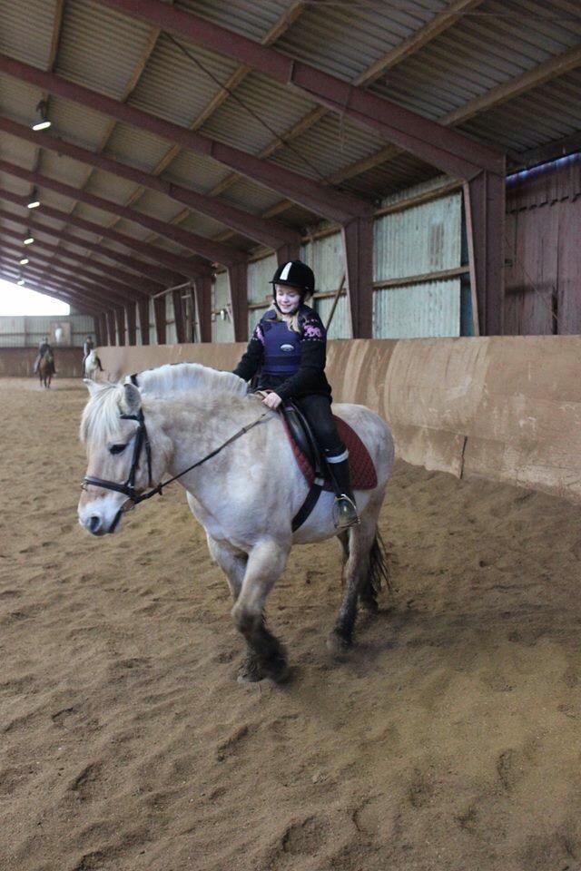 Fjordhest Skovvejens Akitta        Part  billede 11