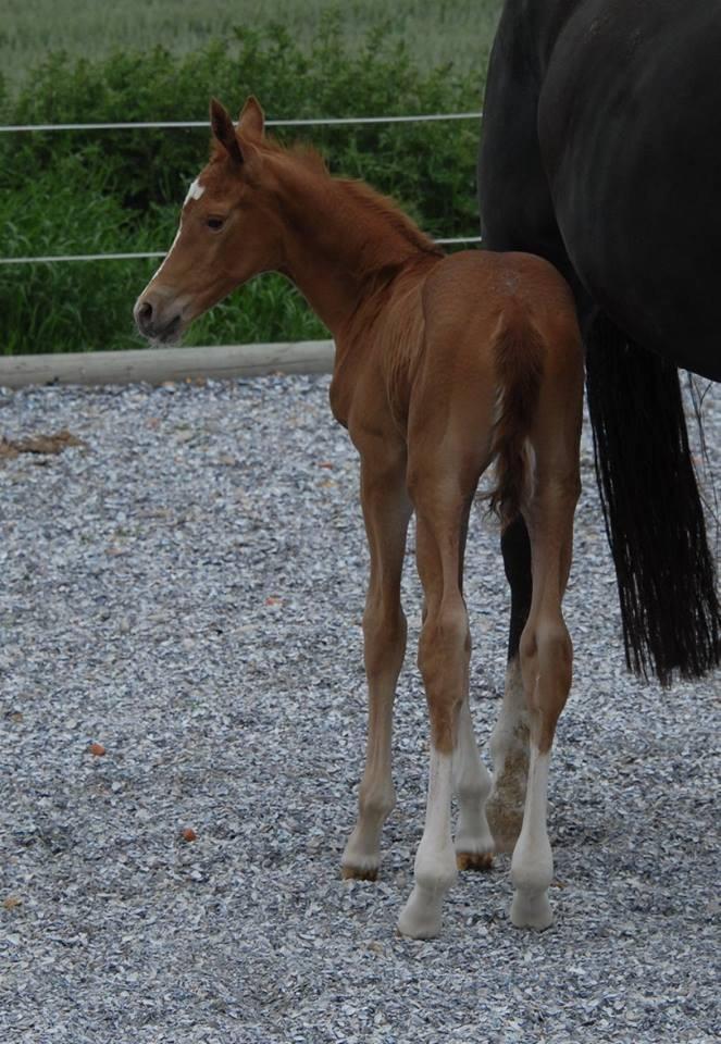Dansk Varmblod Søgaards Miss Vega billede 1