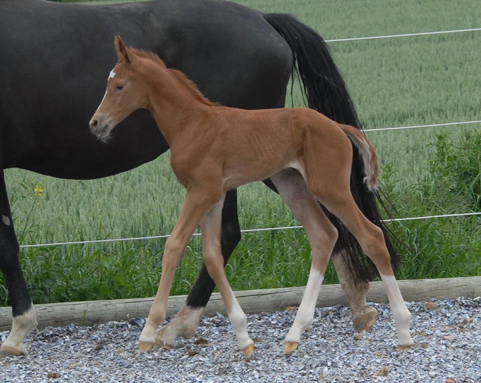 Dansk Varmblod Søgaards Miss Vega billede 3