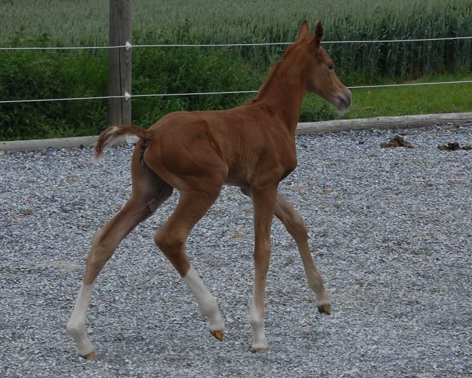 Dansk Varmblod Søgaards Miss Vega billede 2