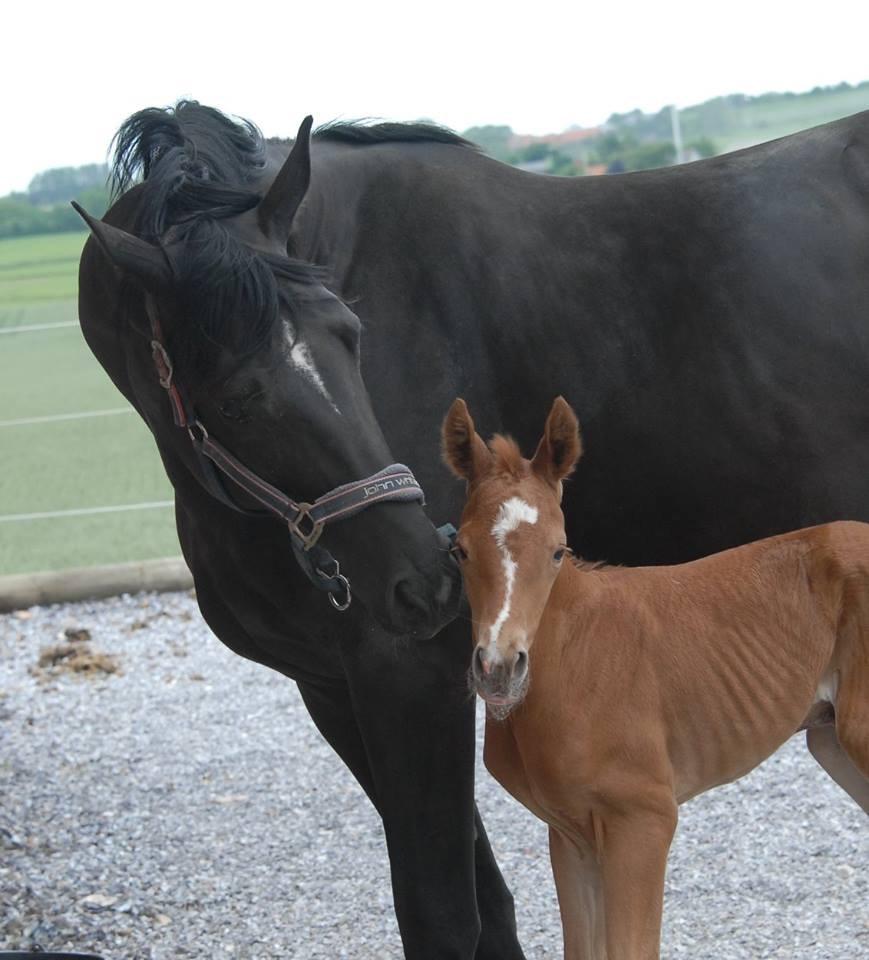Dansk Varmblod Søgaards Miss Vega billede 4