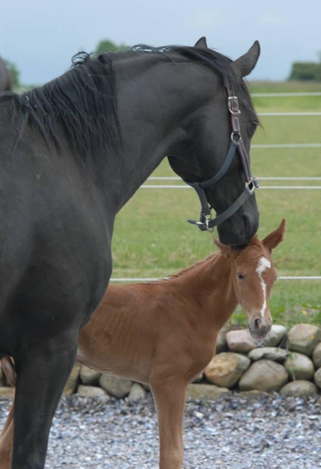 Dansk Varmblod Søgaards Miss Vega billede 5