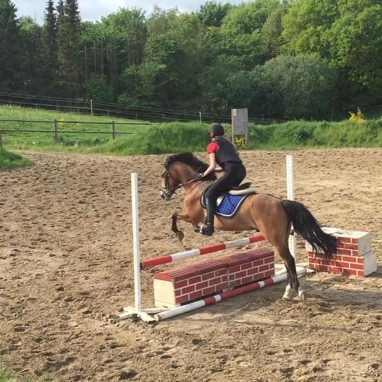 Anden særlig race Viggo (Navarro) billede 10