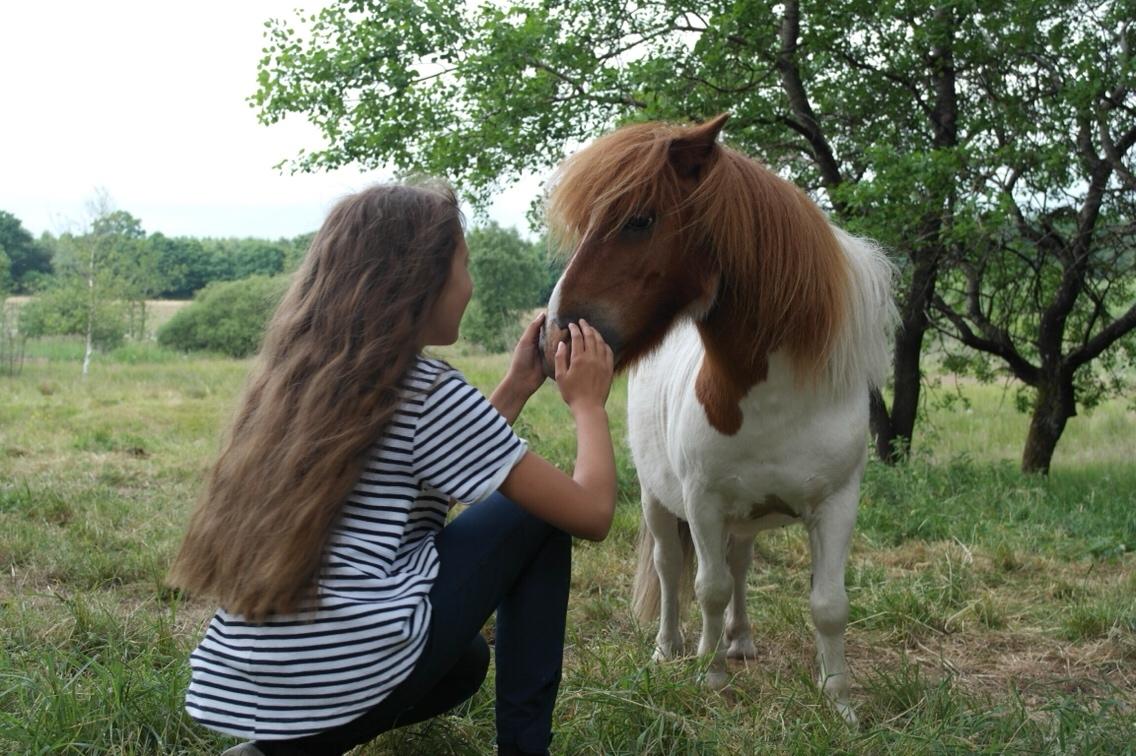 Anden særlig race Buller billede 1
