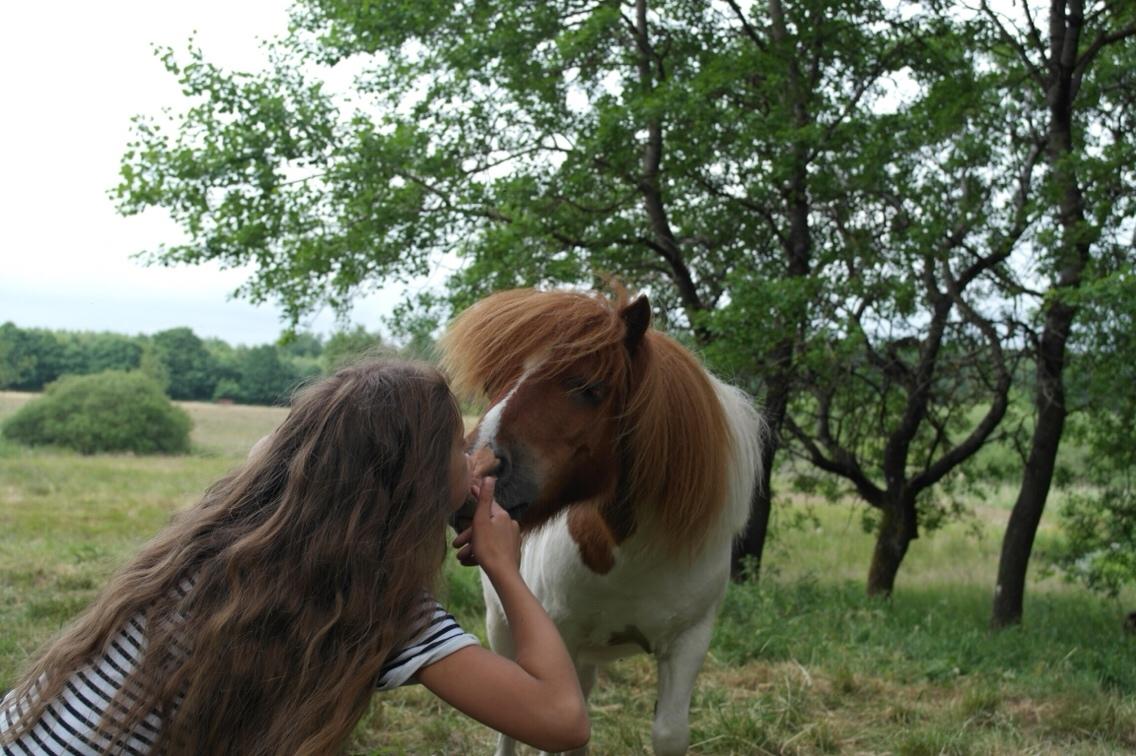 Anden særlig race Buller billede 3