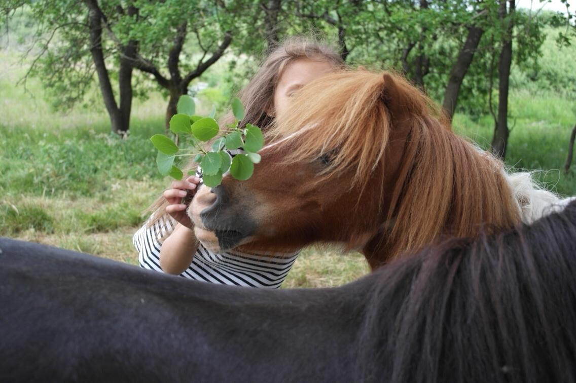 Anden særlig race Buller billede 6