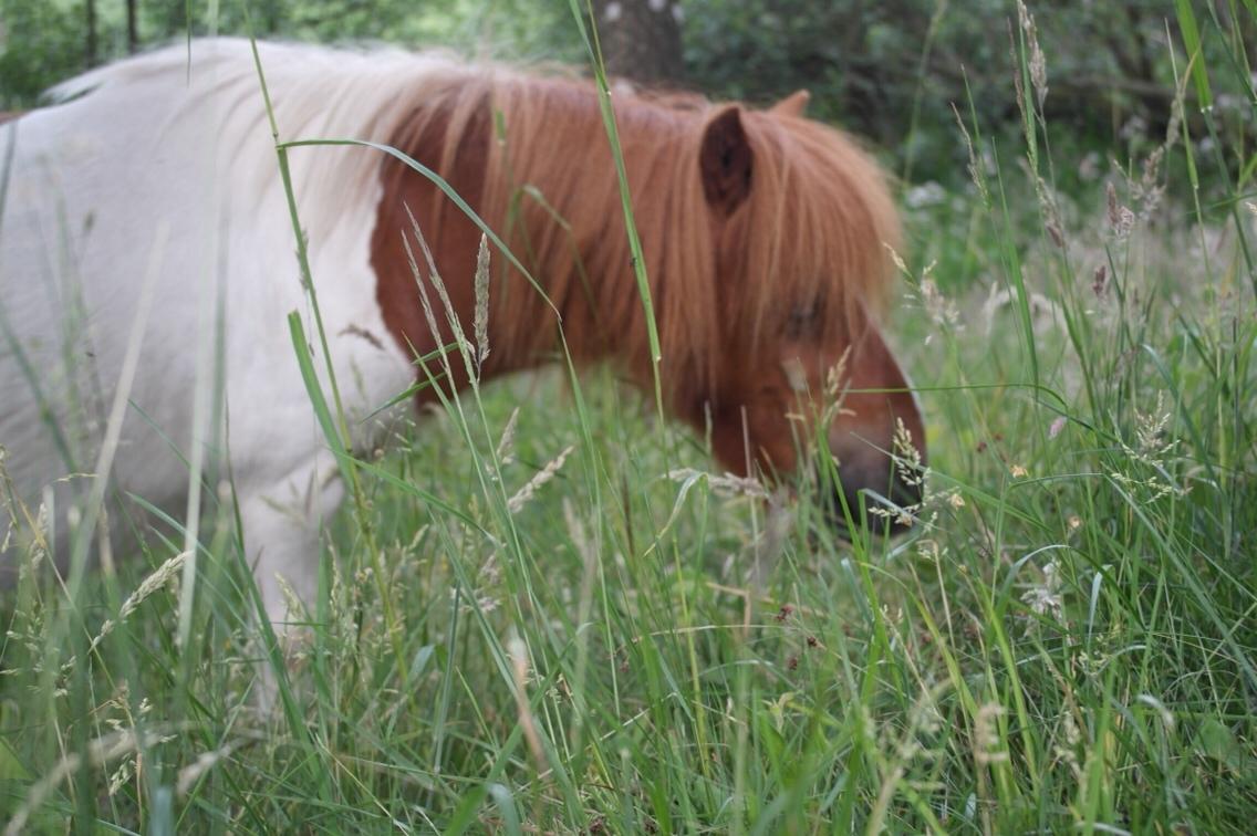 Anden særlig race Buller billede 7
