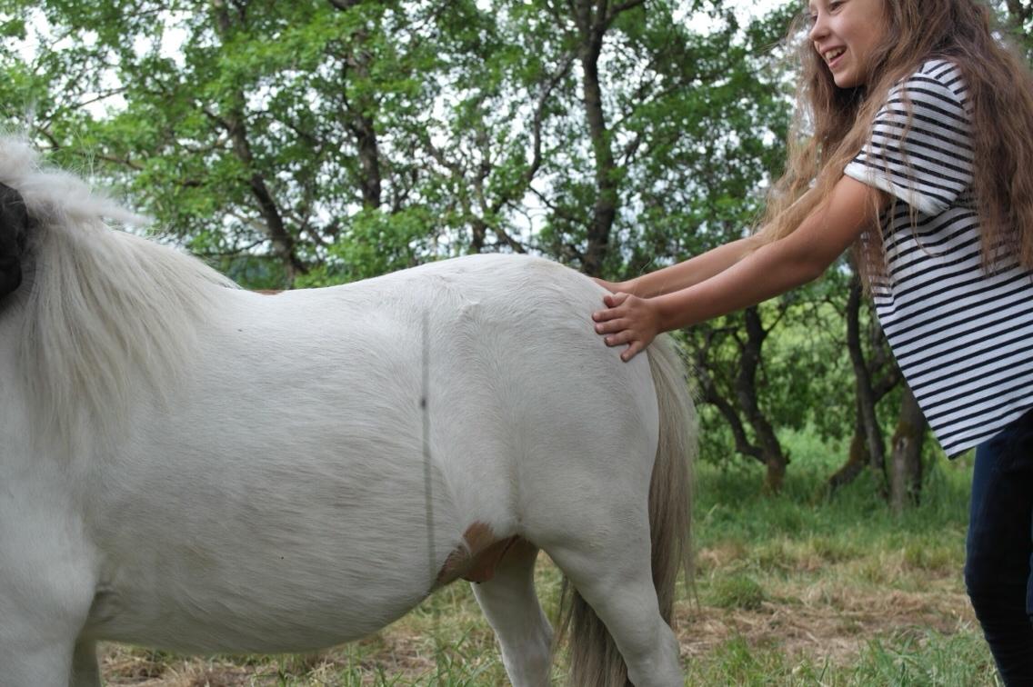 Anden særlig race Buller billede 5