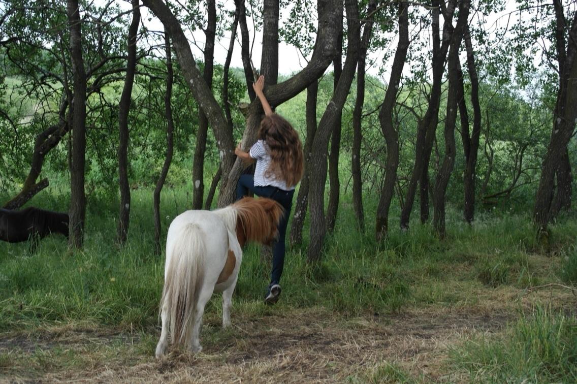 Anden særlig race Buller billede 8