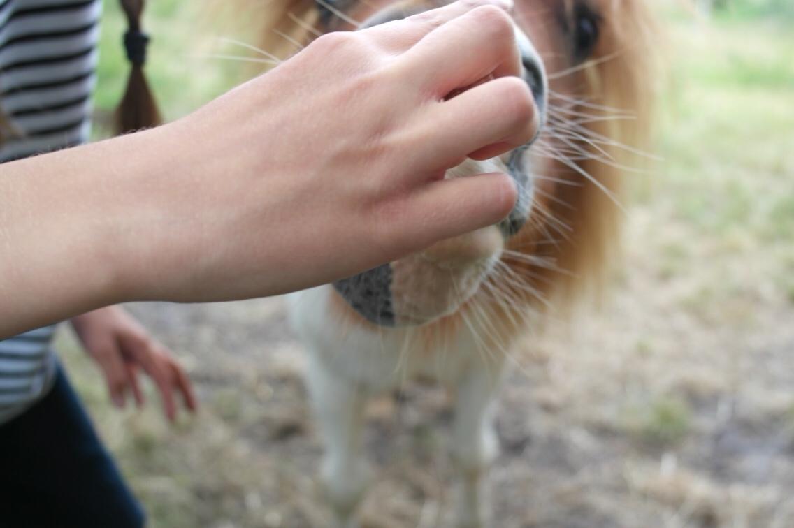 Anden særlig race Buller billede 9