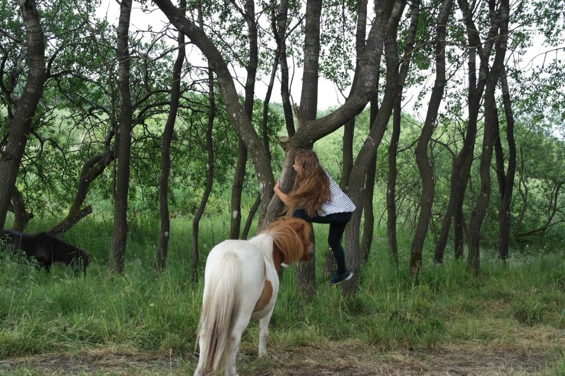 Anden særlig race Buller billede 10