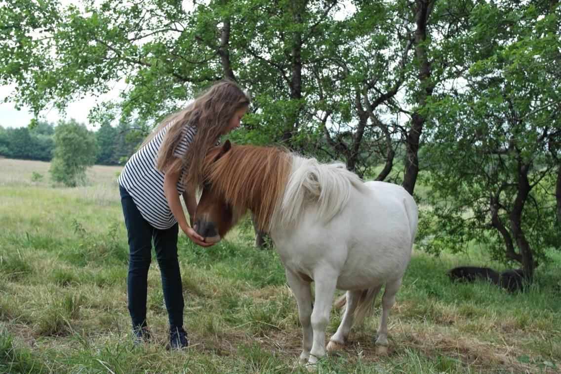 Anden særlig race Buller billede 12