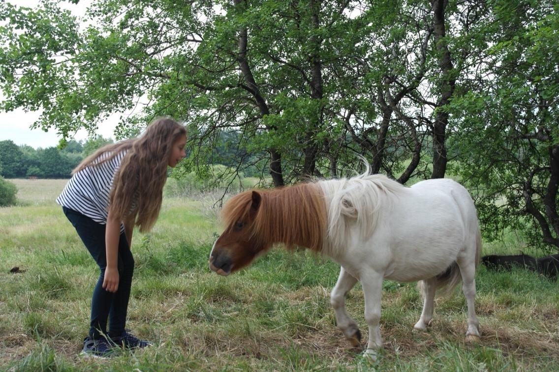 Anden særlig race Buller billede 11