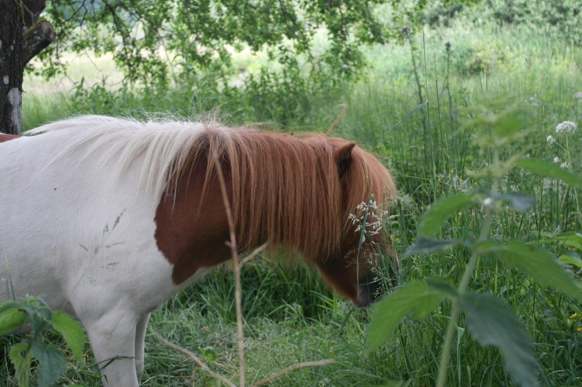 Anden særlig race Buller billede 13