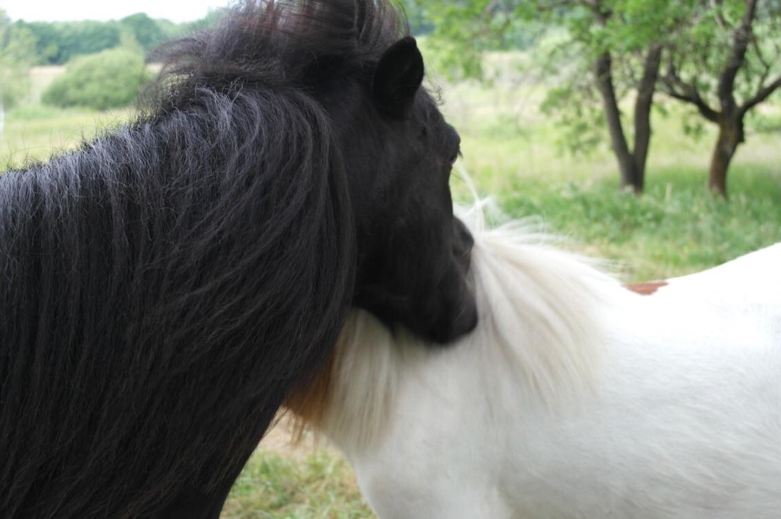 Anden særlig race Buller billede 14