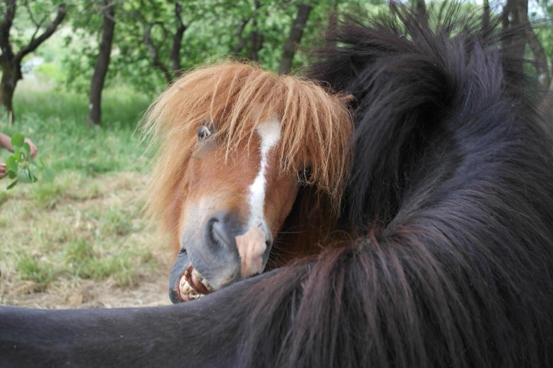 Anden særlig race Buller billede 15