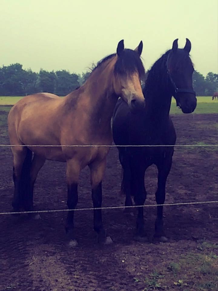 Anden særlig race Corano - mine to smukke muler billede 2