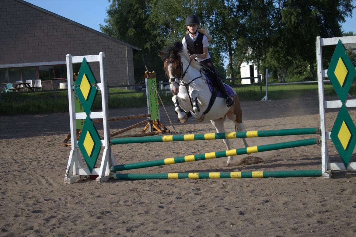 Anden særlig race Strit billede 4